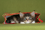 katzenfotos maine_coon