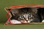 katzenfotos maine_coon