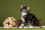 katzenfotos maine_coon