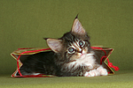 katzenfotos maine_coon