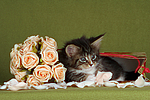 katzenfotos maine_coon