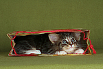 katzenfotos maine_coon