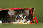 katzenfotos maine_coon
