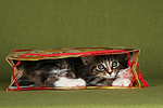 katzenfotos maine_coon