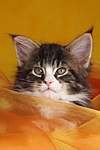 katzenfotos maine_coon