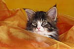 katzenfotos maine_coon