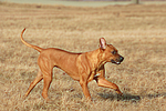 hundefotos rhodesian_ridgeback