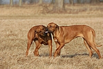 hundefotos rhodesian_ridgeback