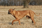 hundefotos rhodesian_ridgeback