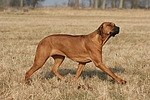 hundefotos rhodesian_ridgeback