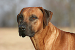 hundefotos rhodesian_ridgeback
