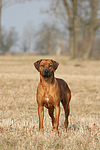 hundefotos rhodesian_ridgeback