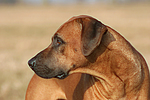 hundefotos rhodesian_ridgeback