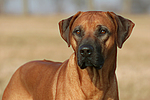 hundefotos rhodesian_ridgeback