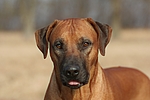 hundefotos rhodesian_ridgeback
