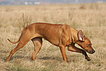 hundefotos rhodesian_ridgeback