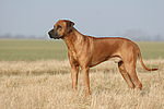 hundefotos rhodesian_ridgeback