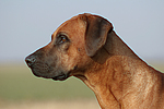 hundefotos rhodesian_ridgeback