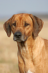 hundefotos rhodesian_ridgeback
