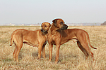 hundefotos rhodesian_ridgeback