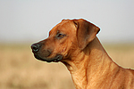 hundefotos rhodesian_ridgeback