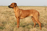 hundefotos rhodesian_ridgeback