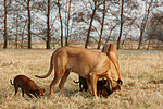 hundefotos rhodesian_ridgeback