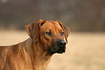 hundefotos rhodesian_ridgeback
