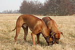 hundefotos rhodesian_ridgeback