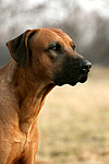 hundefotos rhodesian_ridgeback