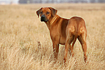 hundefotos rhodesian_ridgeback