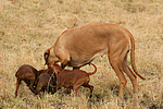 hundefotos rhodesian_ridgeback