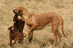 hundefotos rhodesian_ridgeback