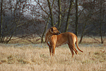 hundefotos rhodesian_ridgeback