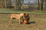 hundefotos rhodesian_ridgeback