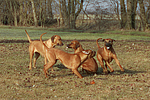 hundefotos rhodesian_ridgeback