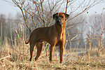 hundefotos rhodesian_ridgeback