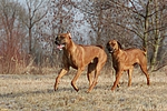 hundefotos rhodesian_ridgeback