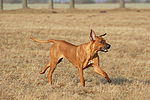 hundefotos rhodesian_ridgeback