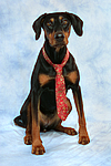 hundefotos dobermann