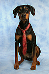 hundefotos dobermann