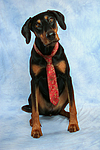 hundefotos dobermann