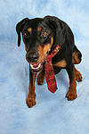 hundefotos dobermann