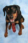 hundefotos dobermann