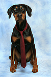 hundefotos dobermann