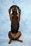 hundefotos dobermann