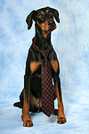 hundefotos dobermann