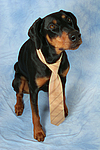 hundefotos dobermann