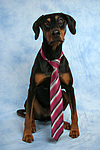 hundefotos dobermann