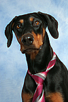 hundefotos dobermann